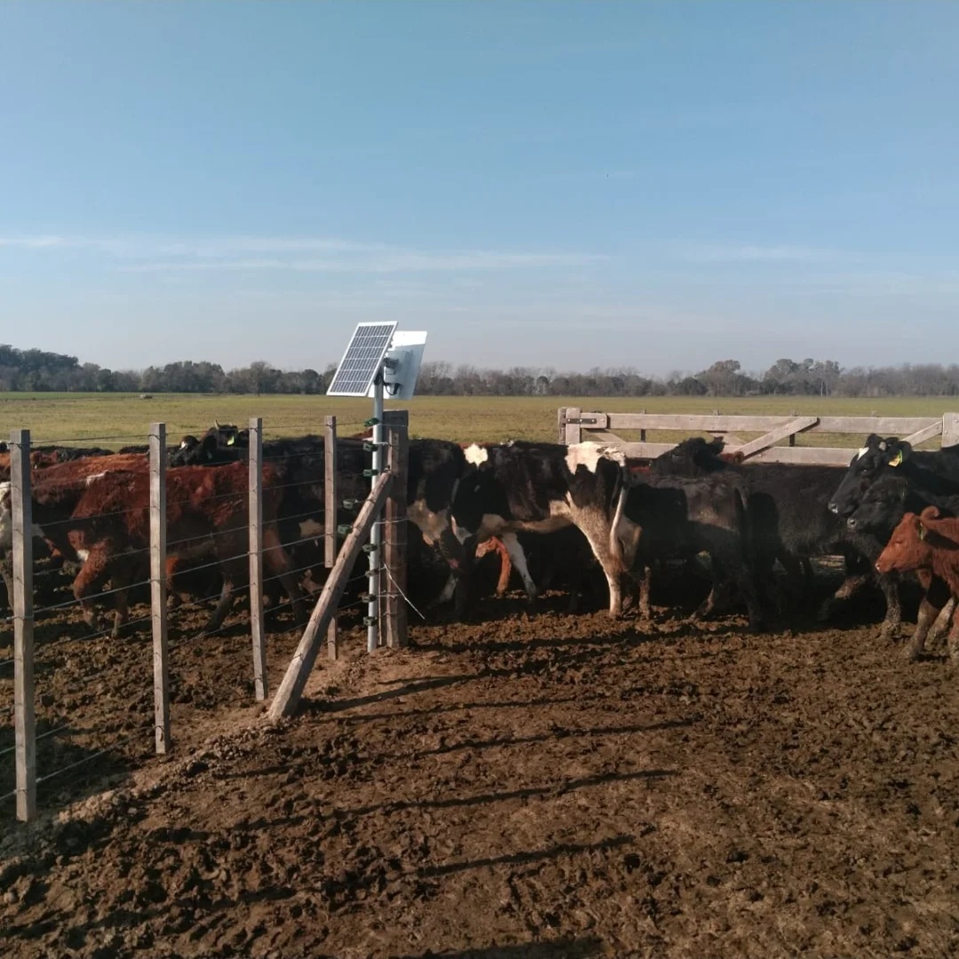 Caravana ELECTRONICA HDX Oficial SENASA x 25 unidades - Image 2